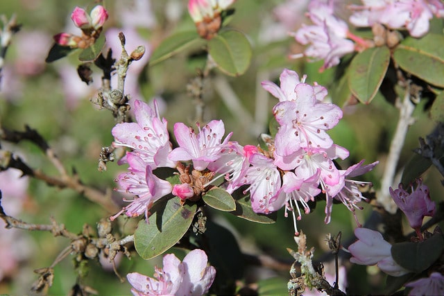 Rhododendron racemosum