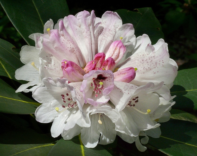 Rhododendron rex (Rhododendron rex)