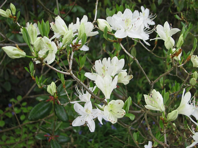 Rhododendron rigidum