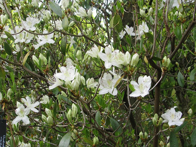 Rhododendron rigidum