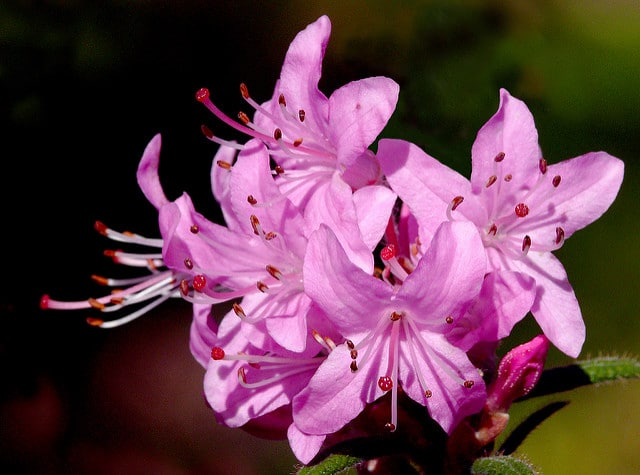 Rhododendron scabrifolium