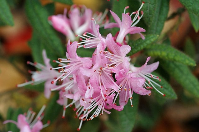 Rhododendron scabrifolium