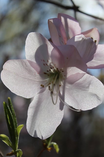 Azalée royale (Rhododendron schlippenbachii)