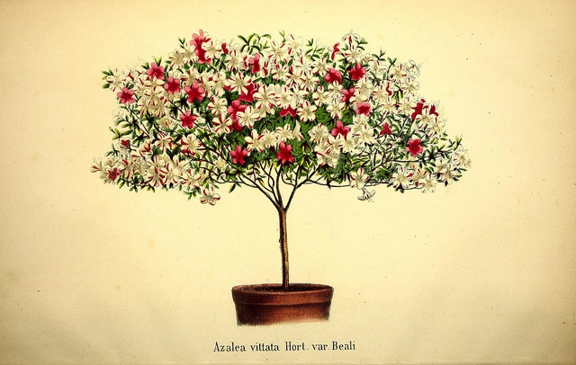 Azalée des fleuristes