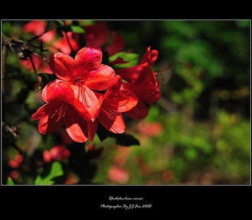 Azalée des fleuristes