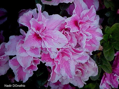 Azalée des fleuristes