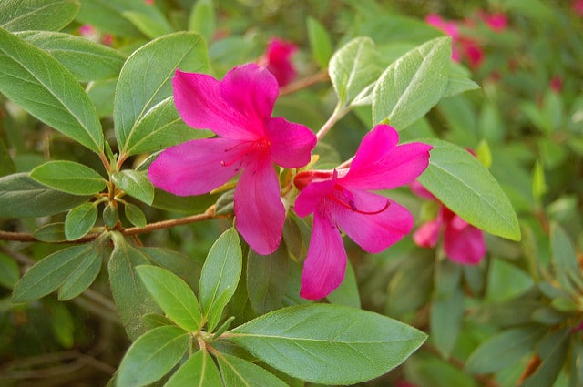 Azalée des fleuristes