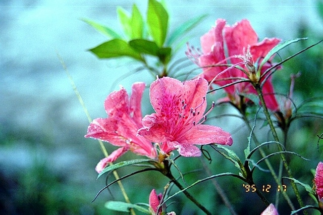 Azalée des fleuristes (Rhododendron simsii)