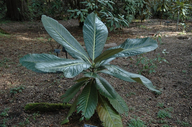 Rhododendron sinogrande