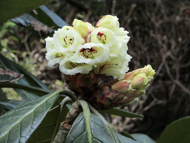 Rhododendron sinogrande
