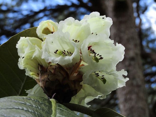 Rhododendron sinogrande