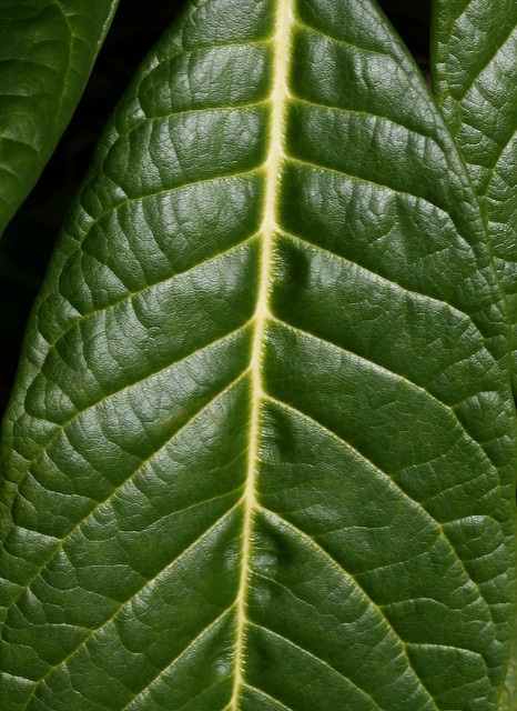 Rhododendron sinogrande