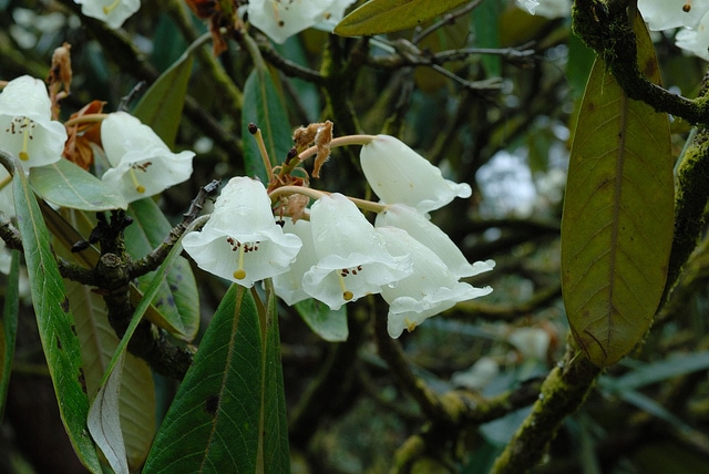 Rhododendron sinogrande