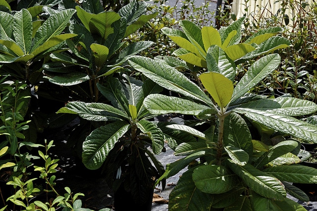 Rhododendron sinogrande