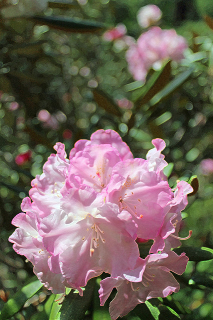 Rhododendron