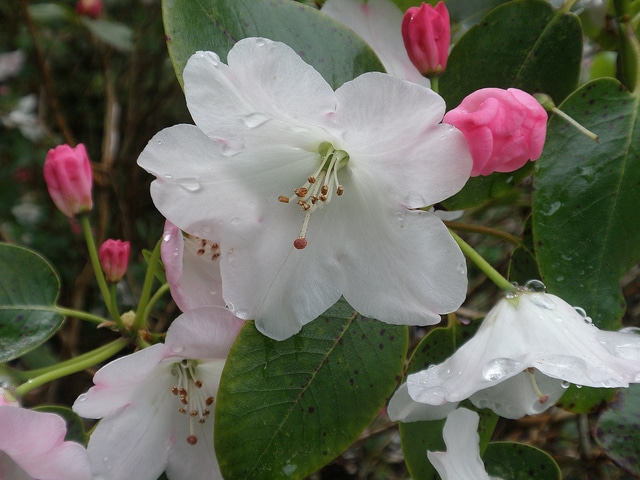 Rhododendron souliei
