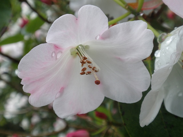 Rhododendron souliei