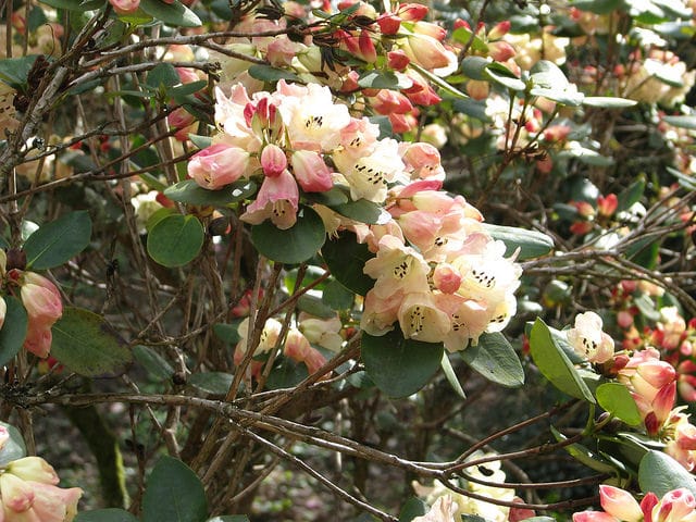 Rhododendron stewartianum