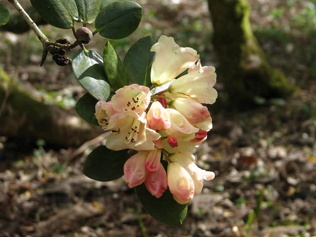Rhododendron stewartianum