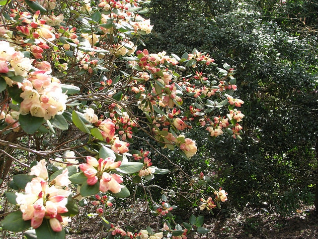 Rhododendron stewartianum