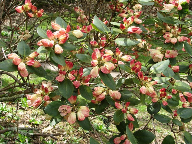 Rhododendron stewartianum