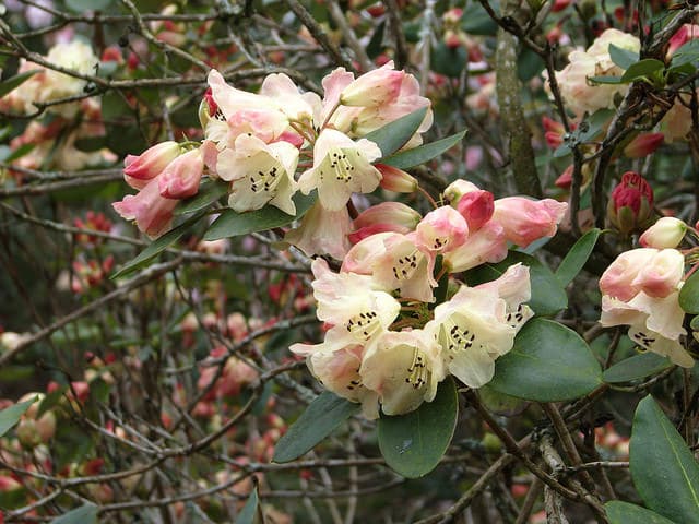 Rhododendron stewartianum (Rhododendron stewartianum)