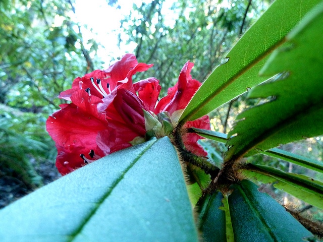 Rhododendron strigillosum