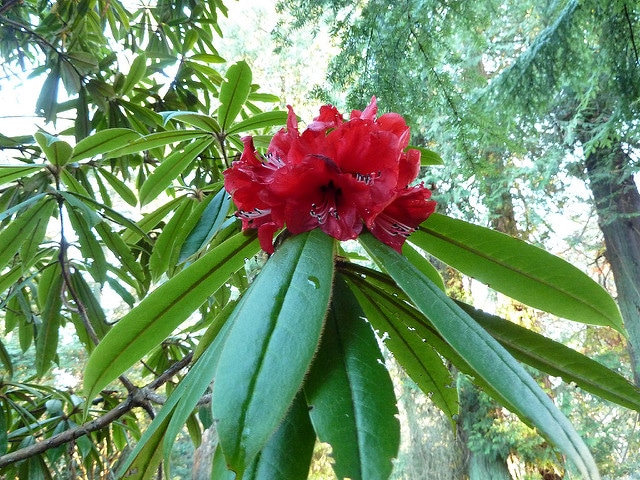 Rhododendron strigillosum