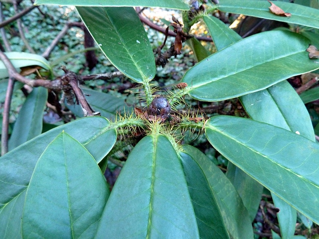 Rhododendron strigillosum (Rhododendron strigillosum)