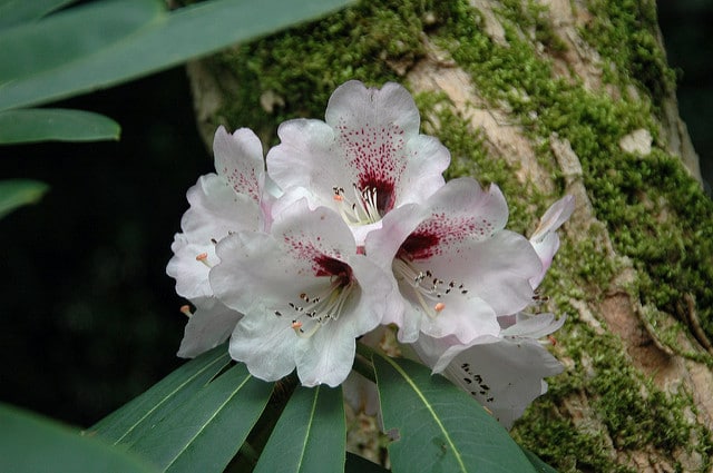 Rhododendron sutchuenense