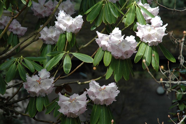 Rhododendron sutchuenense