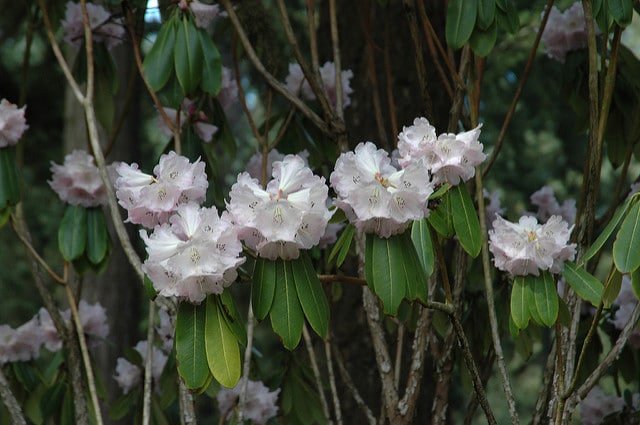 Rhododendron sutchuenense