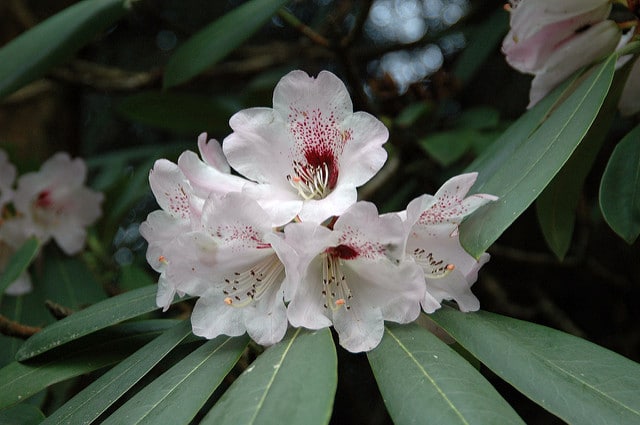 Rhododendron sutchuenense