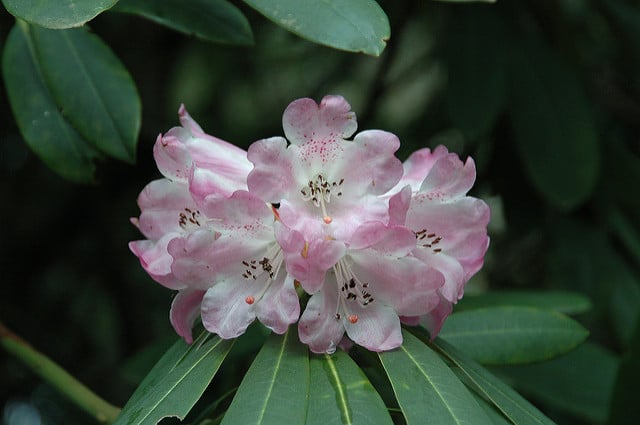 Rhododendron sutchuenense