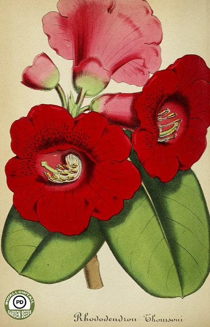 Rhododendron thomsonii