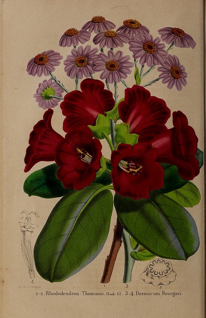Rhododendron thomsonii