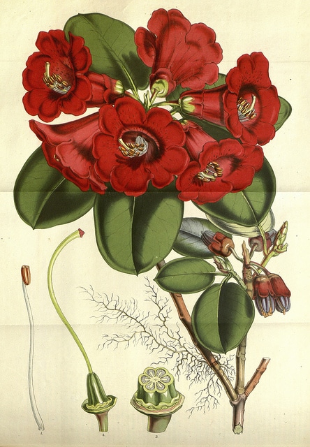 Rhododendron thomsonii