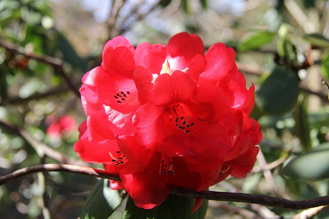 Rhododendron thomsonii