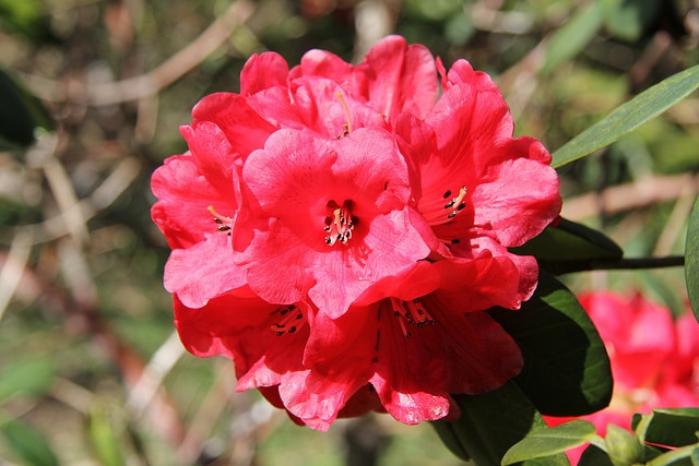 Rhododendron thomsonii