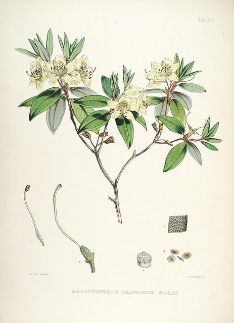 Rhododendron triflorum