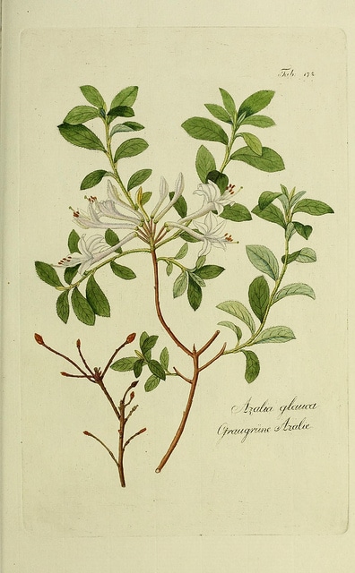 Azalée visqueuse (Rhododendron viscosum)