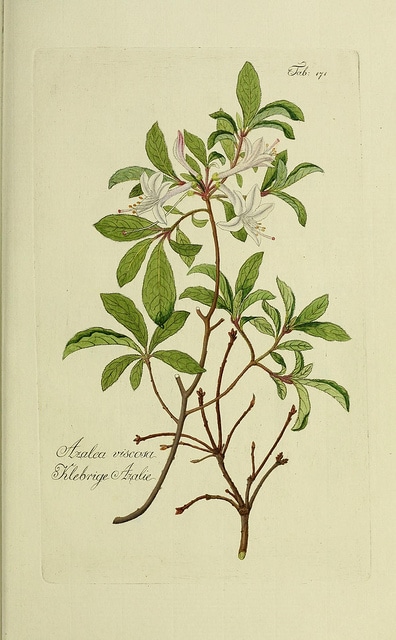 Azalée visqueuse
