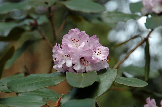 Rhododendron wallichii