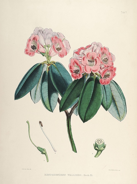 Rhododendron wallichii