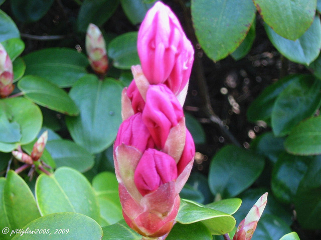 Rhododendron williamsianum