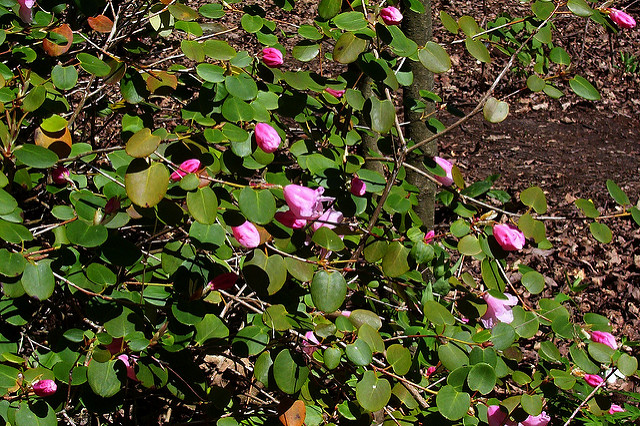 Rhododendron williamsianum