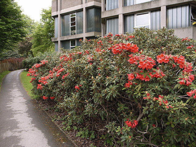 Rhododendron williamsianum