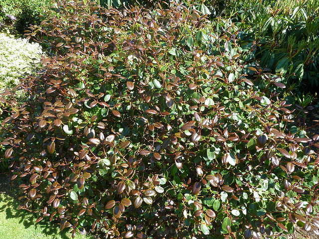 Rhododendron williamsianum