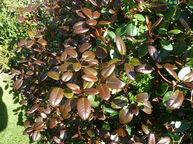 Rhododendron williamsianum