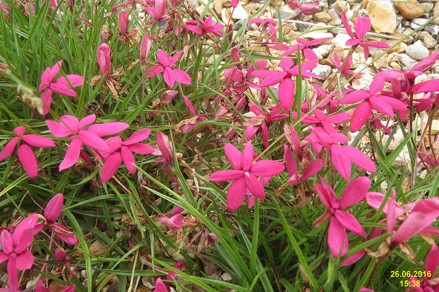 Rhodohypoxis baurii